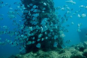 biotopo costa dorada