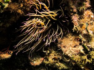 ametlladiving