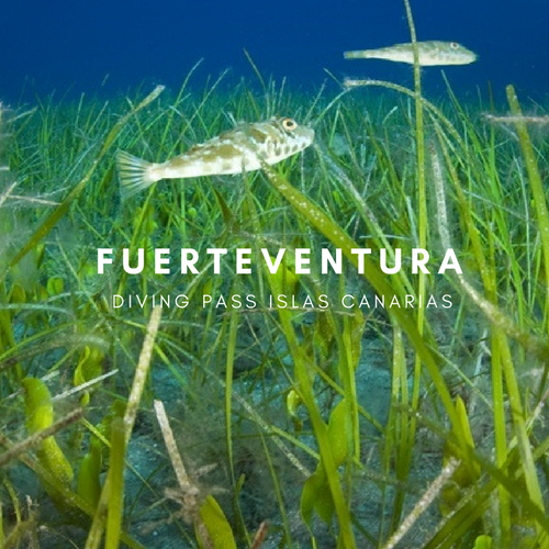 Diving Pass Fuerteventura